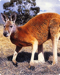 Australian wildlife explorer
