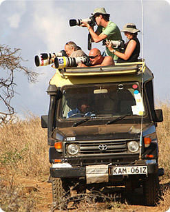 safari